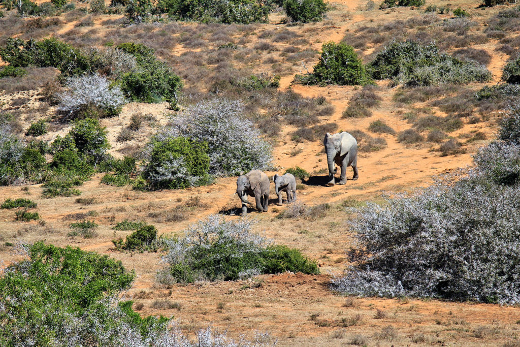 Addo Elephant Park