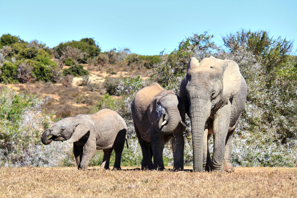 Addo Elephant Park