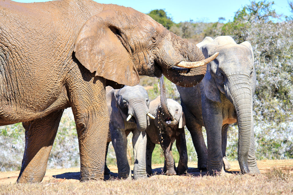 Addo Elephant Park