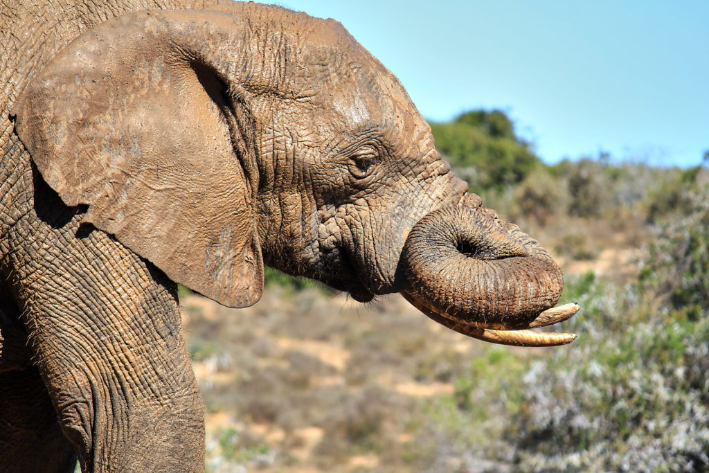 Addo Elephant Park