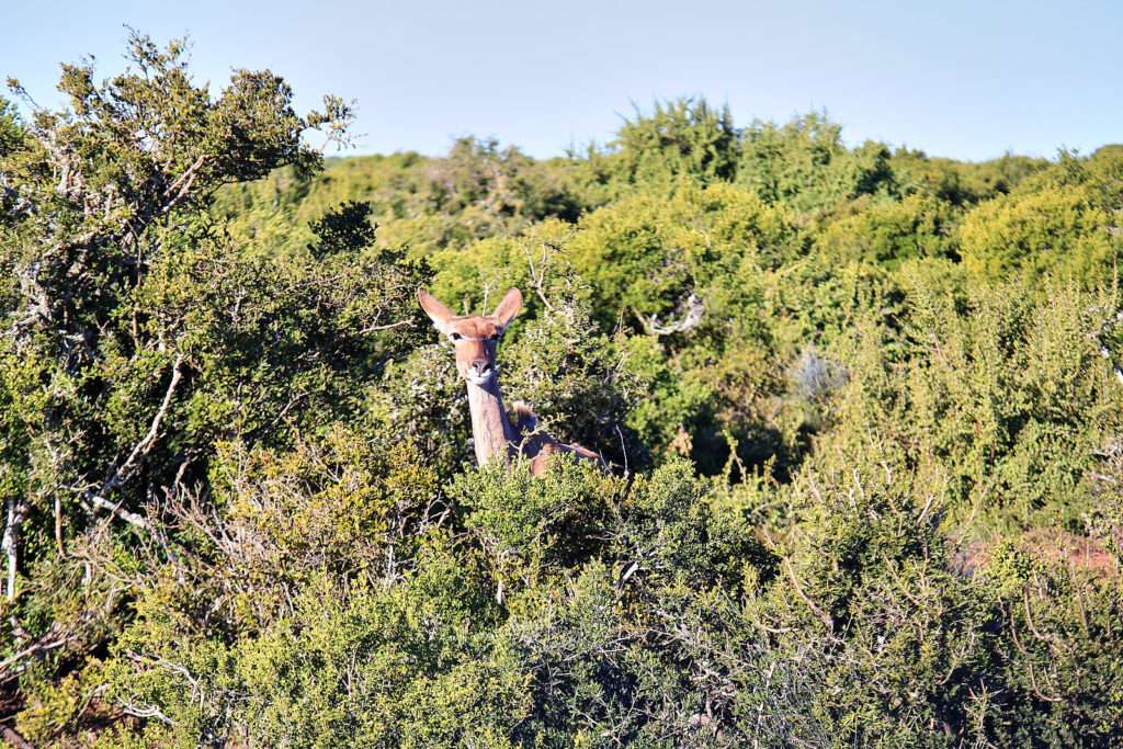 Addo Elephant Park