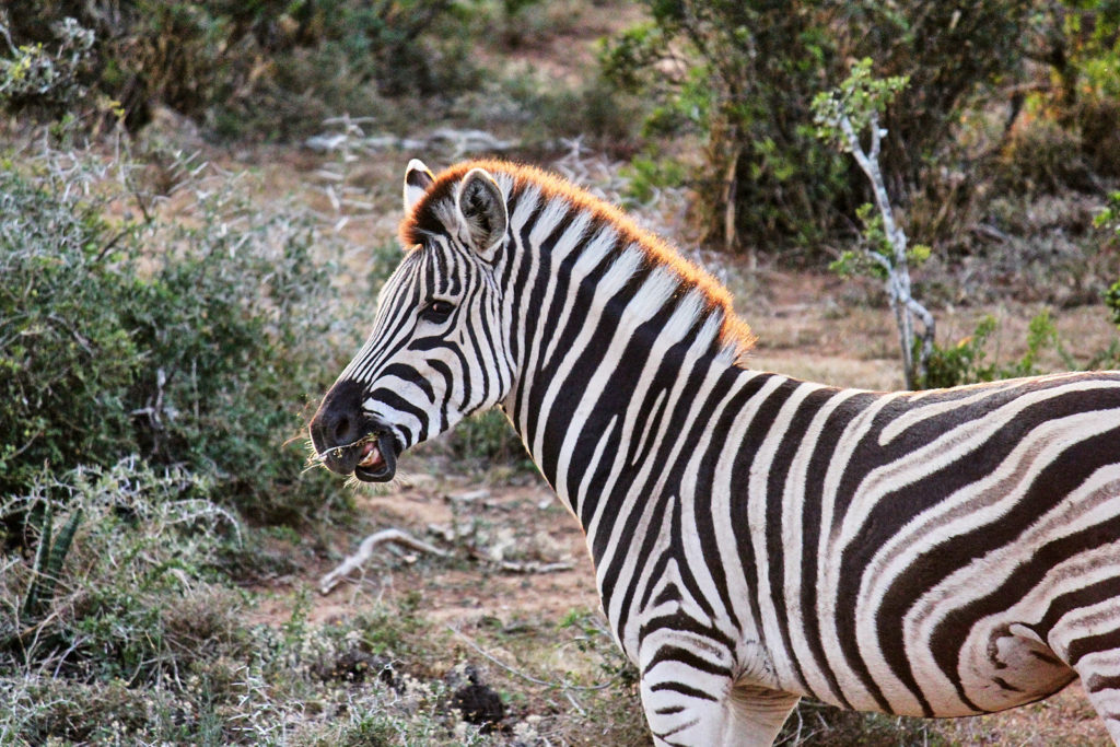 Addo Elephant Park