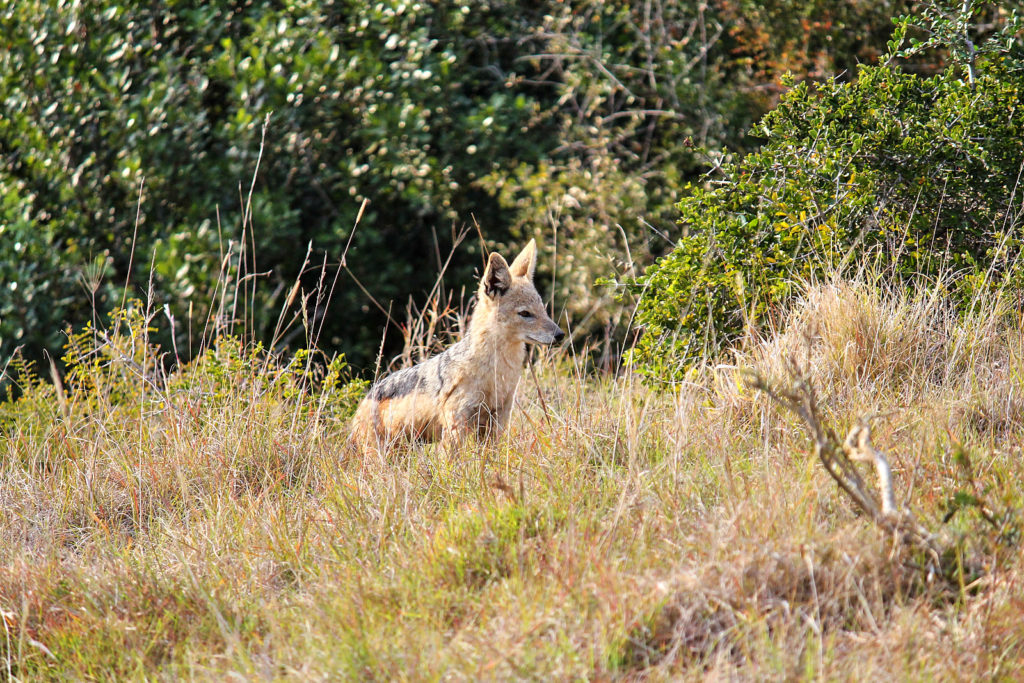 Addo Elephant Park