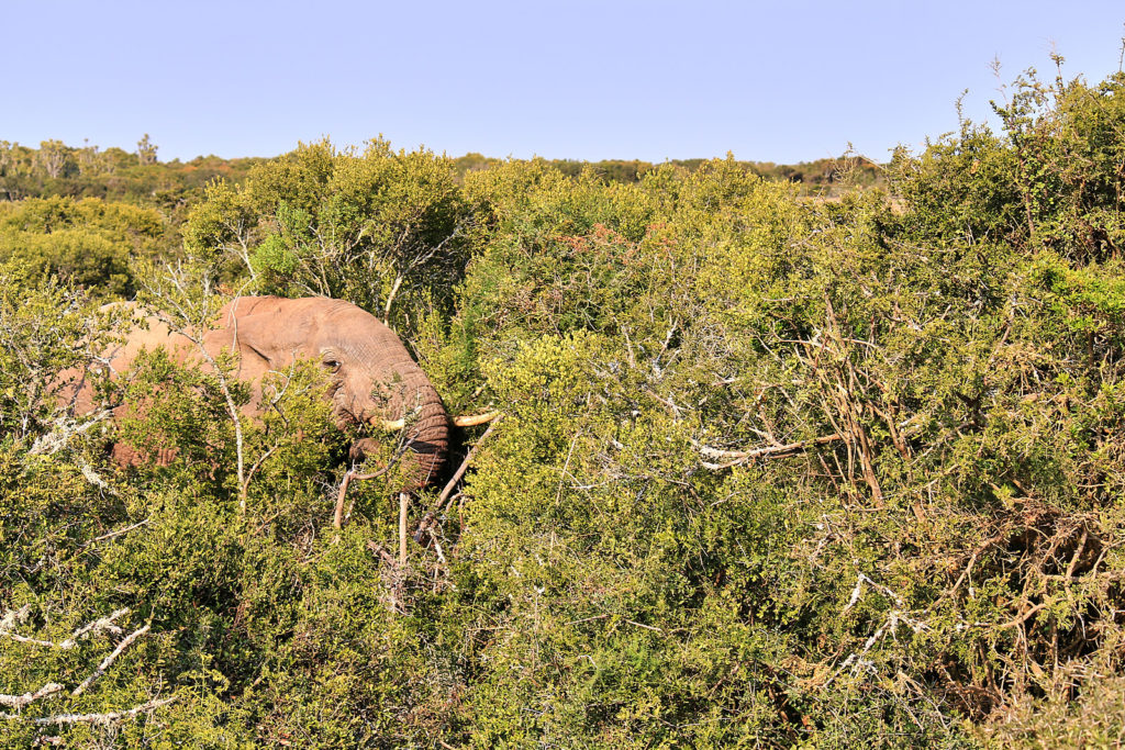 Addo Elephant Park