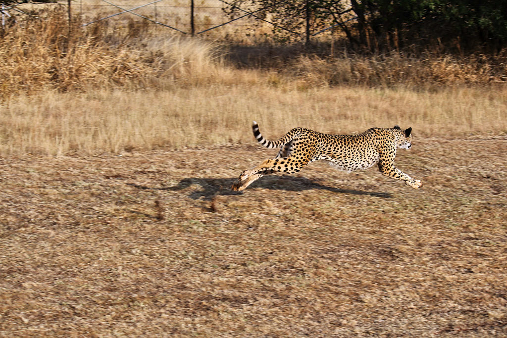 Ann van Dyk Cheetah Centre