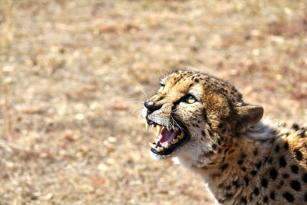 Ann van Dyk Cheetah Centre