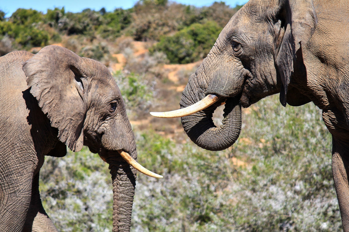 Addo Elephant Park
