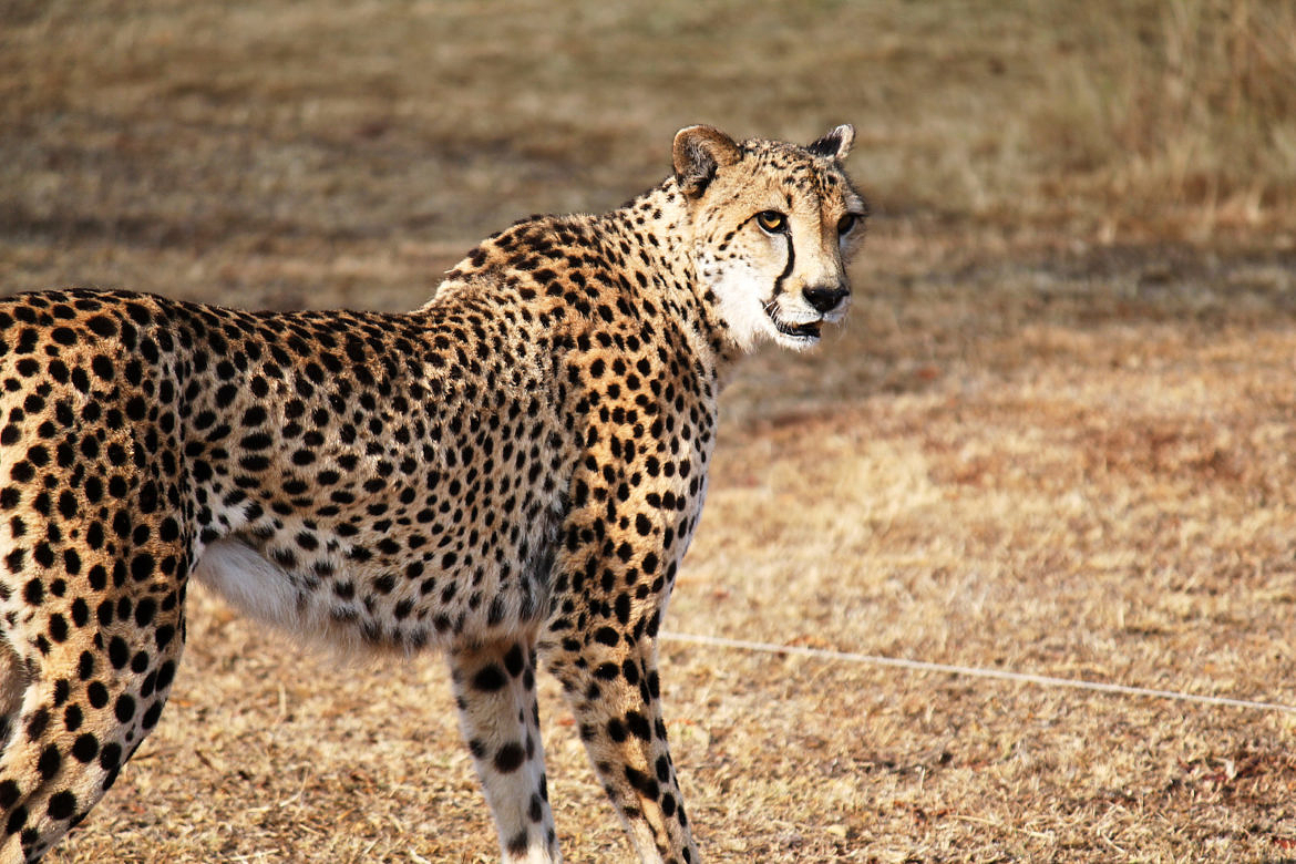 Ann van Dyk Cheetah Centre Ann van Dyk Cheetah Centre