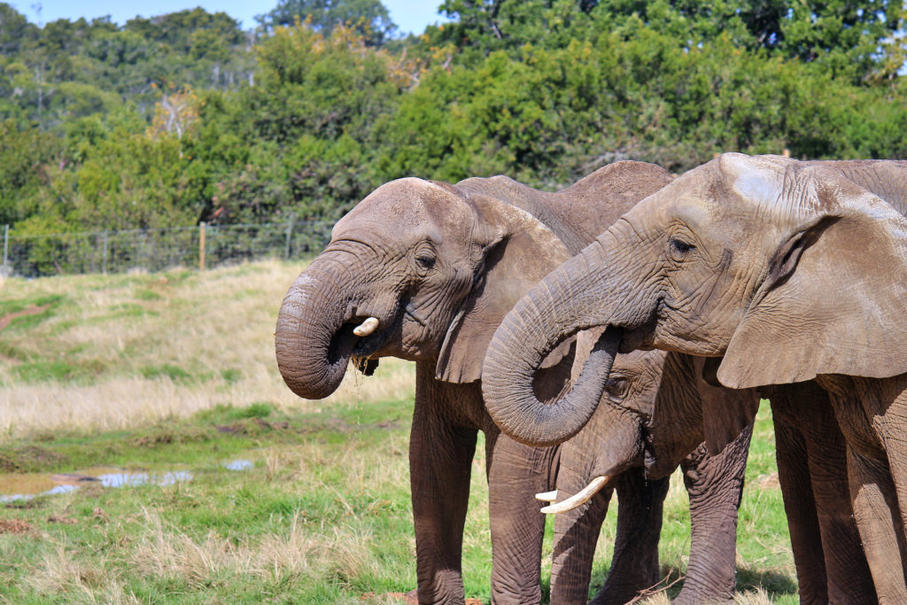 Elephant Sanctuary in Plettenberg Bay