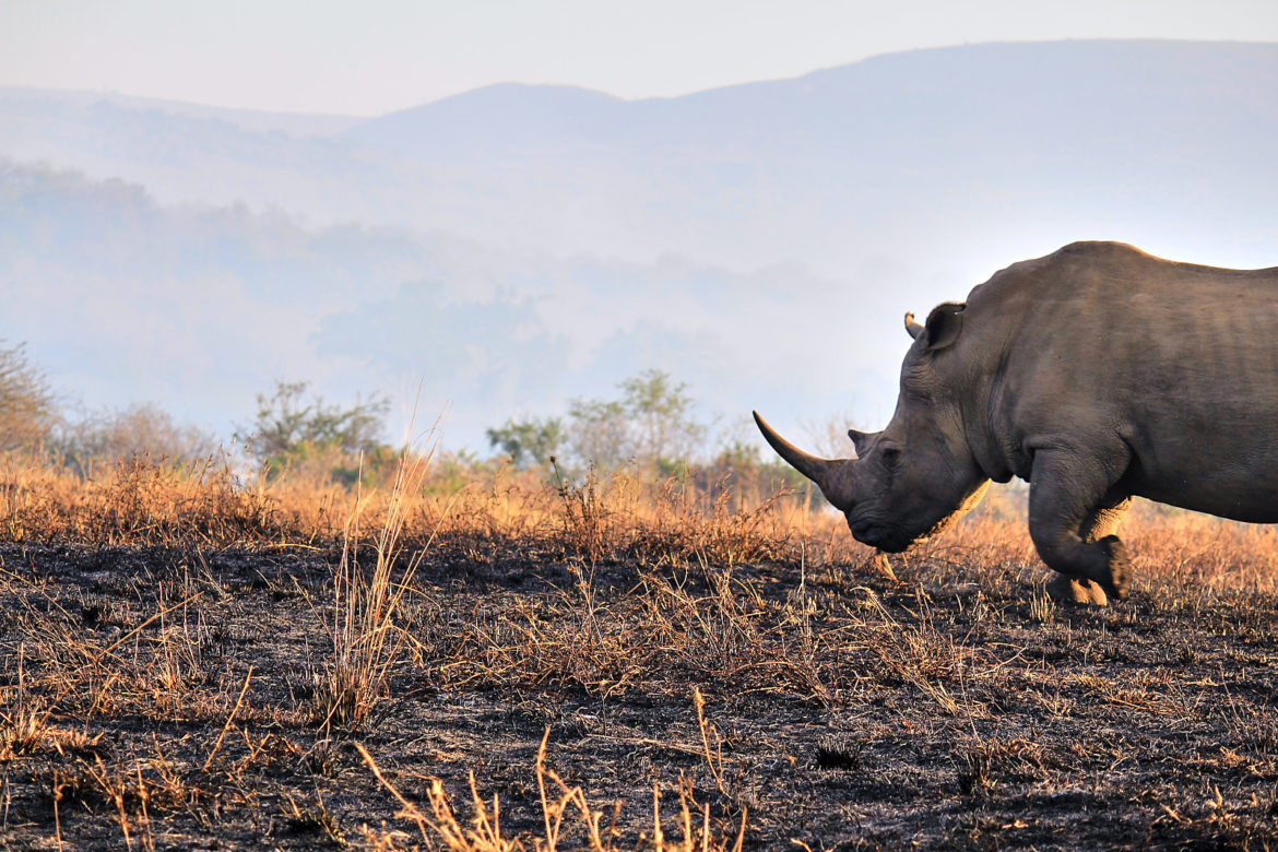 Hluhluwe-iMfolozi-Park