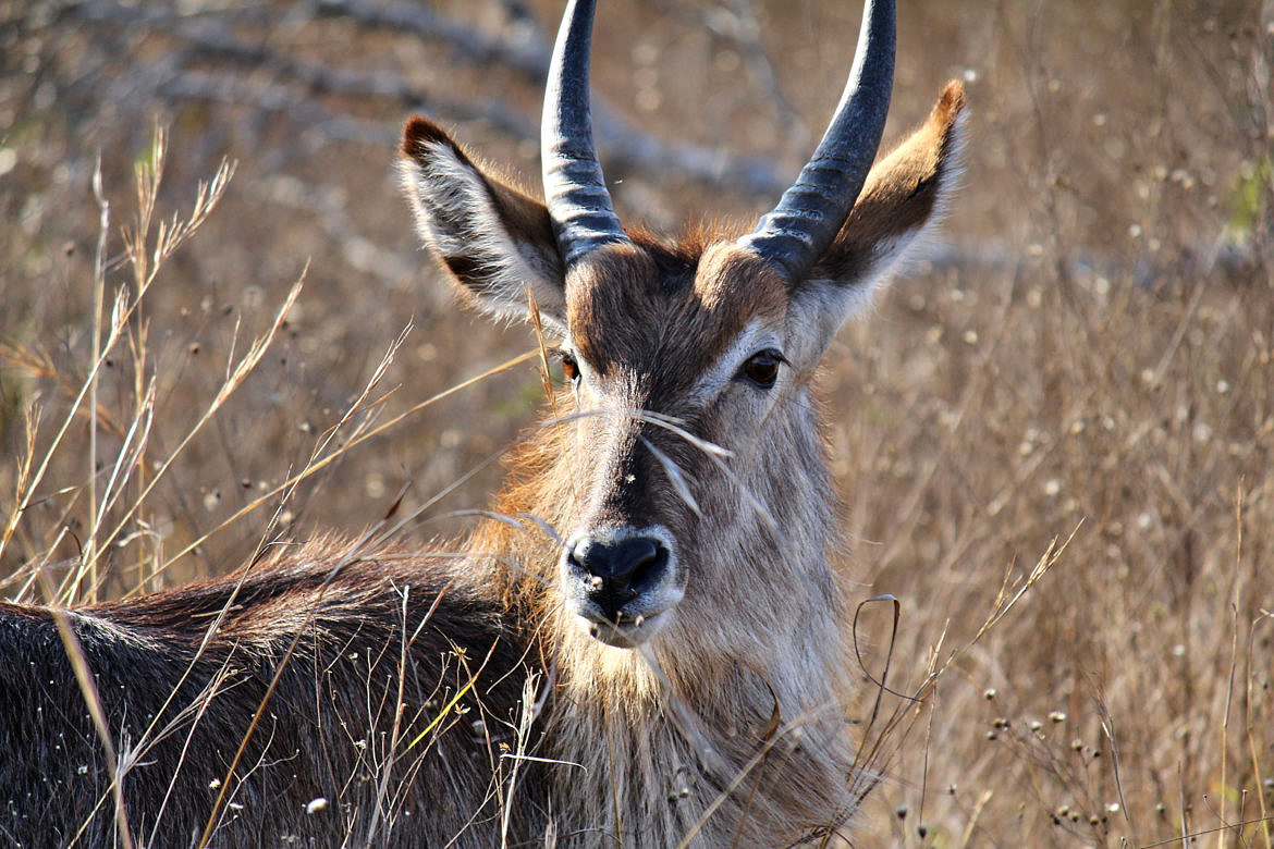 Kruger Nationalpark Kruger Nationalpark