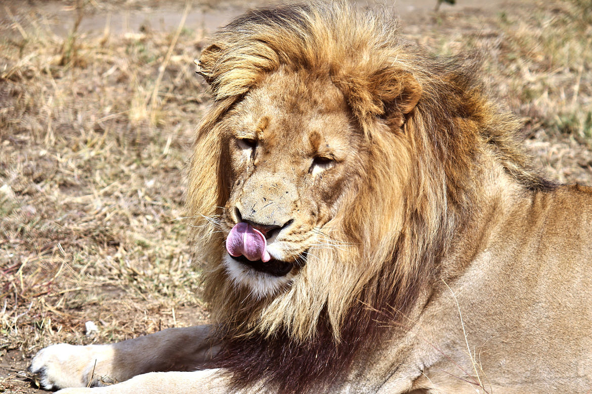 Moholoholo: Wildlife Rehabilitation Centre