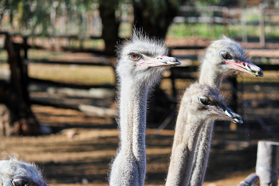 Ostrich Farm
