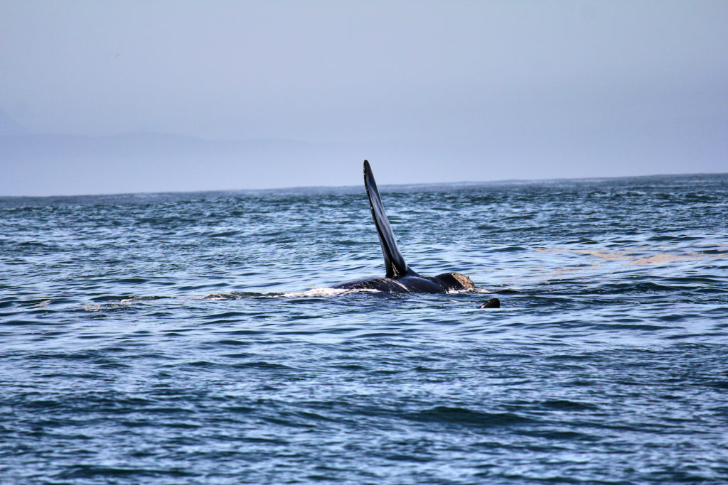 Whale-Watching in Plettenberg Bay