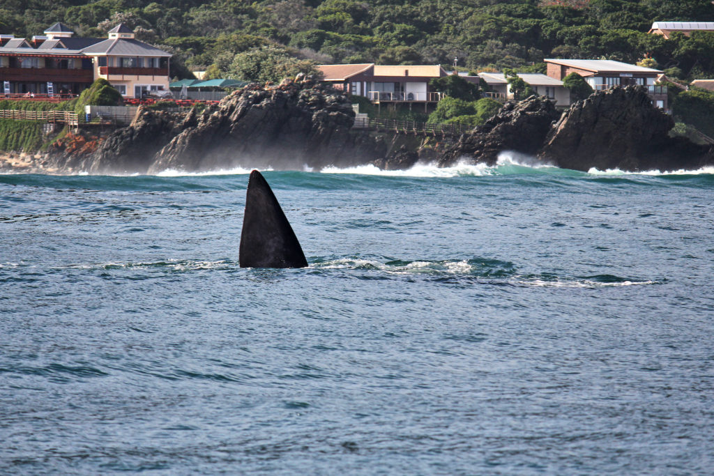 Whale-Watching in Plettenberg Bay